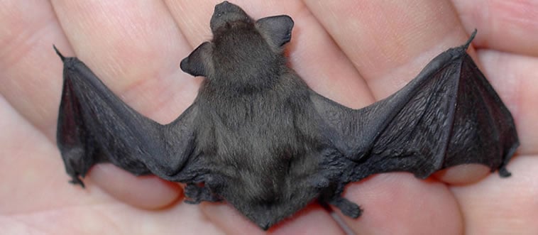 What is the only mammal capable of true sustained flight?