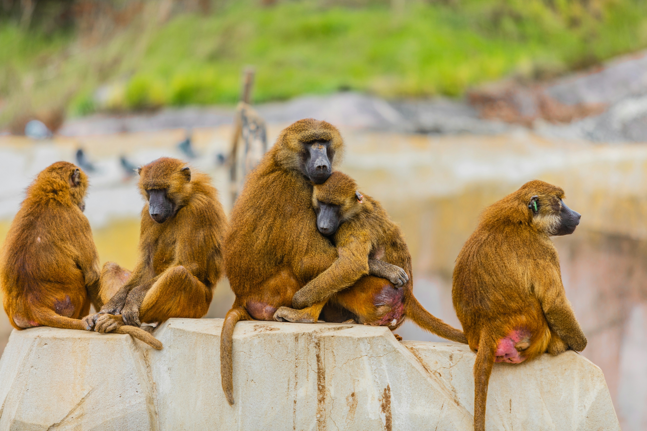 What kind of animals are these?