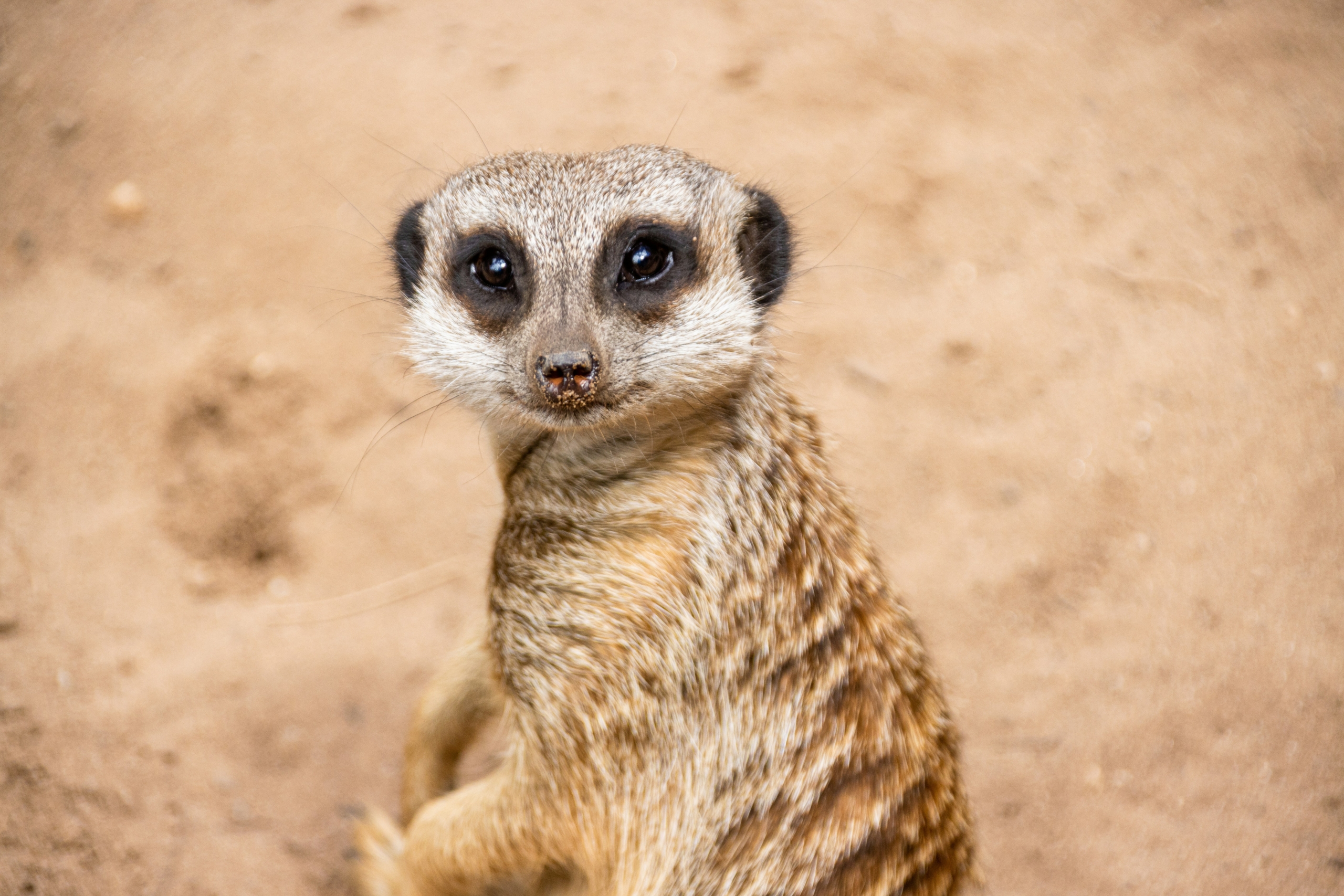What kind of animal is this?