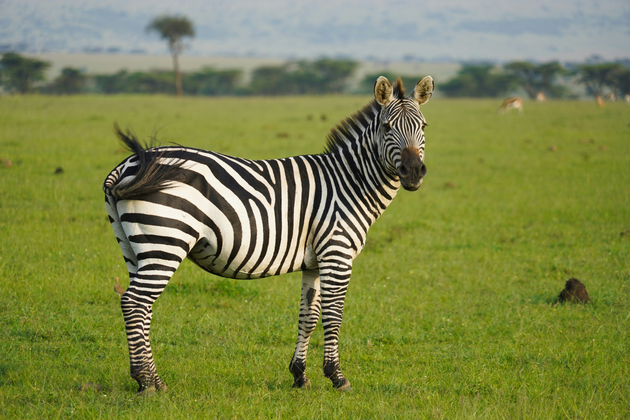 What kind of animal is this?