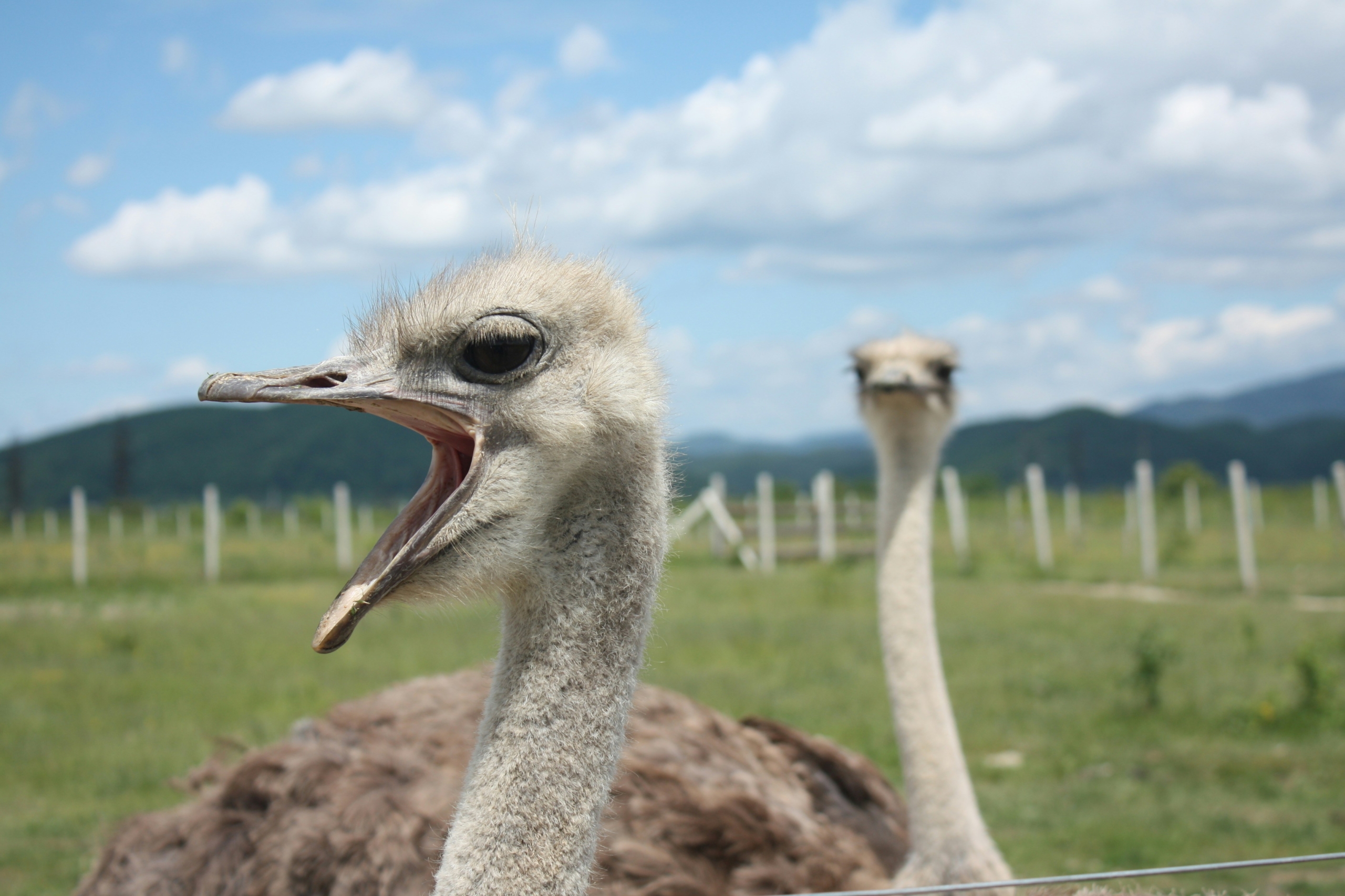 What kind of animals are these?