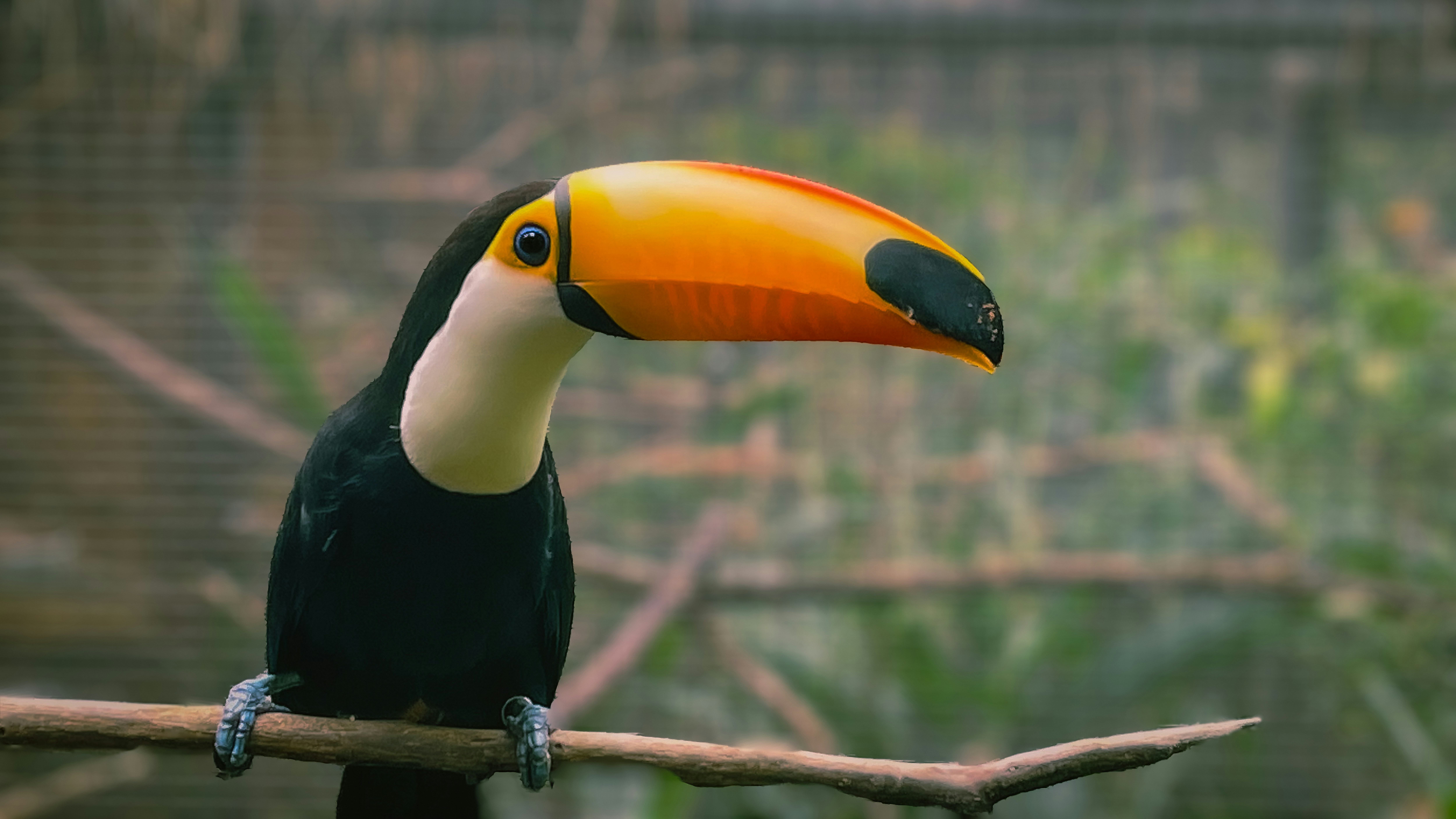 What kind of animal is this?