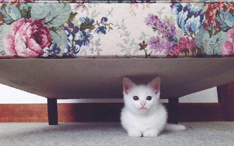 What is your favorite animal?