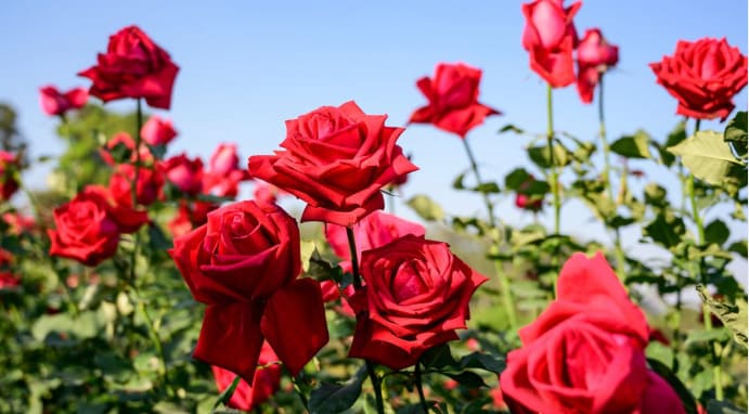 If all roses are flowers and some flowers fade quickly, which statement is true?