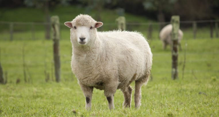A farmer has 17 sheep, and all but 9 die. How many are left?