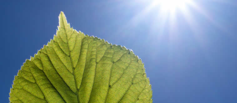 What gas do plants take in during photosynthesis?
