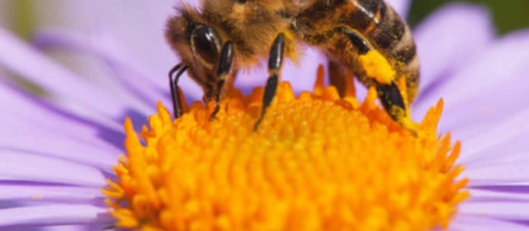 What do bees make from nectar?