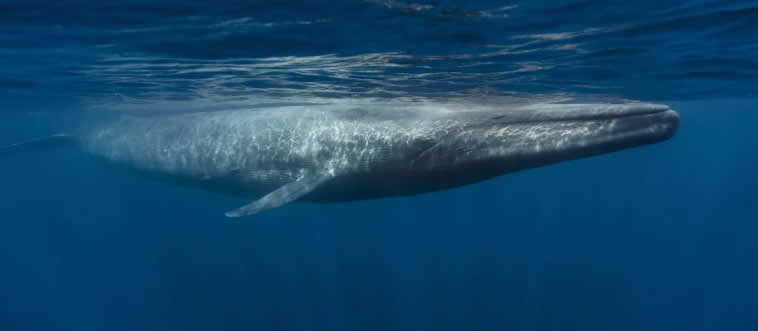 What is the largest mammal in the world?