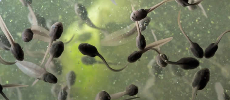What is a tadpole?