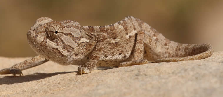 What animal can change its color to blend in?