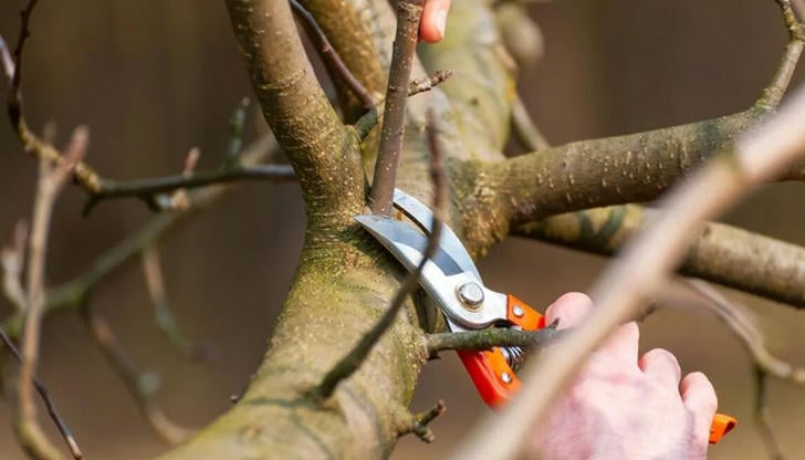 Which task is typically INCLUDED in standard tree trimming service?