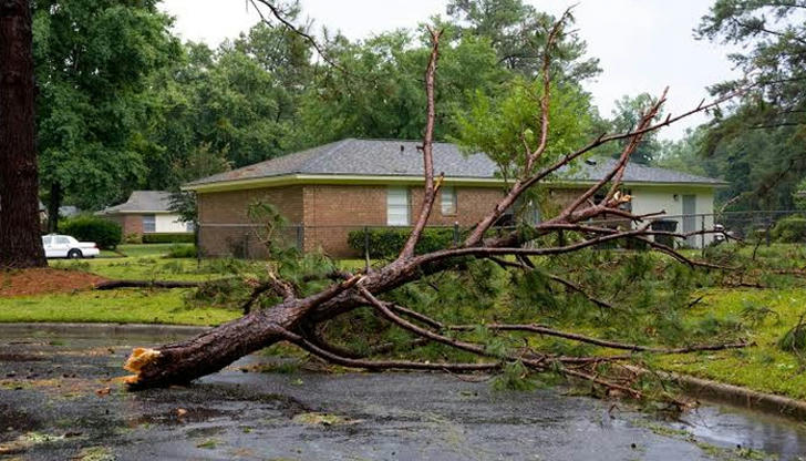Emergency tree service is MOST commonly needed when: