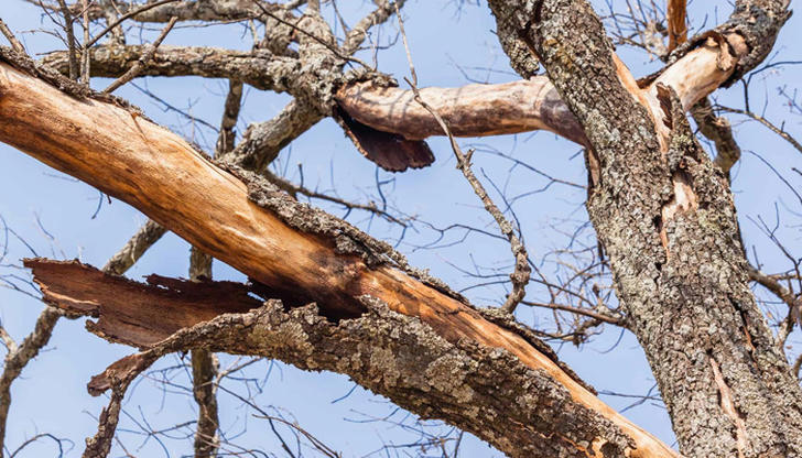 Which sign most often indicates a dying tree?