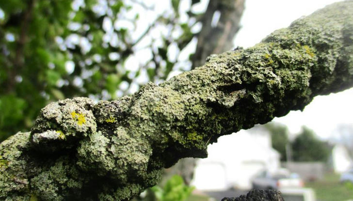 Fungi growing on a tree trunk often indicate: