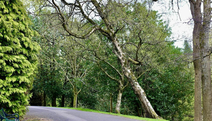 Leaning trees become dangerous when: