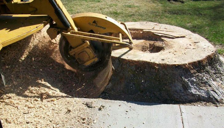 Stump grinding is performed to: