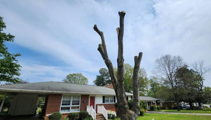 Which practice may harm a tree?