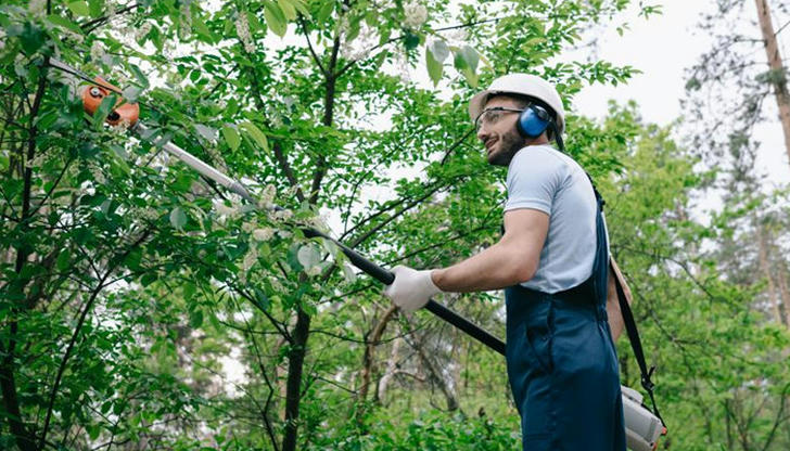 After professional trimming, a tree should: