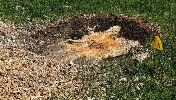 After stump grinding, the stump should: