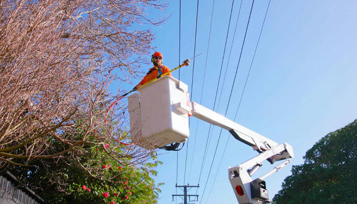 Trees growing into power lines should be handled by: