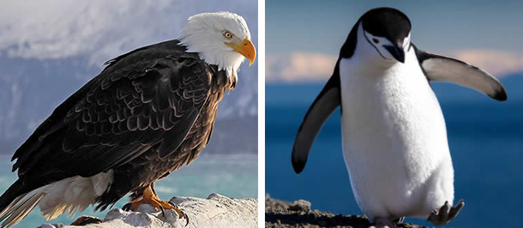 Which one can fly?