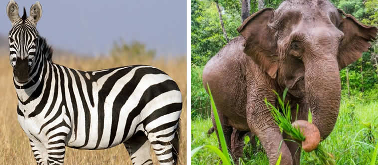 Which one has stripes?