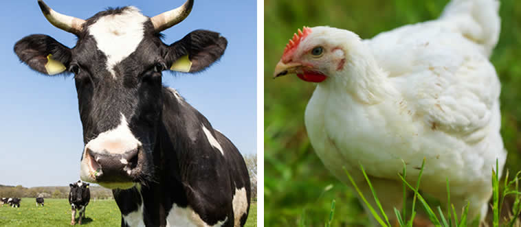 Which one lays eggs?
