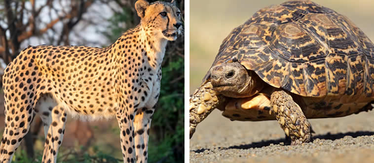 Which one is the fastest runner?