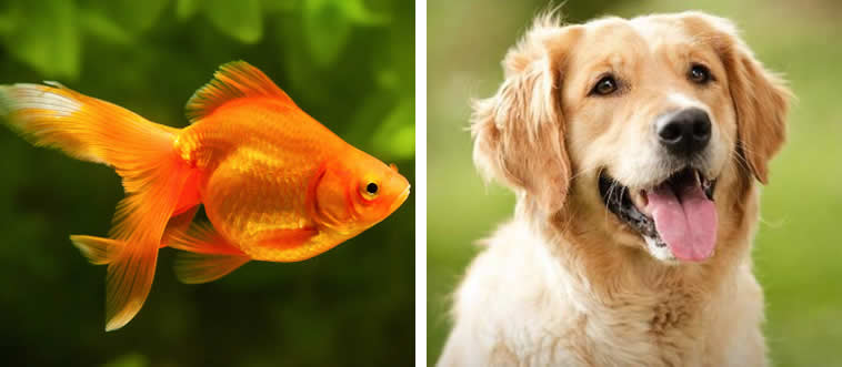 Which one is a mammal?