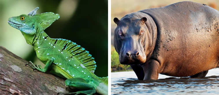 Which one can walk on water?