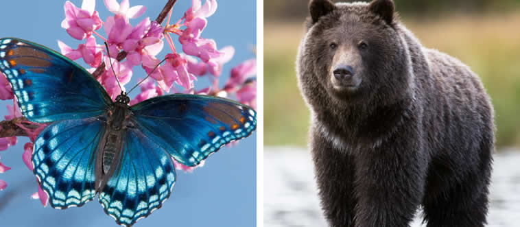 Which one hibernates in winter?