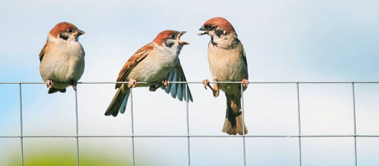 If there are 10 birds on a fence and 3 fly away, how many are left?