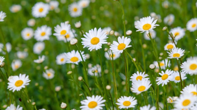 Which of the following is NOT typically classified as a common flower?