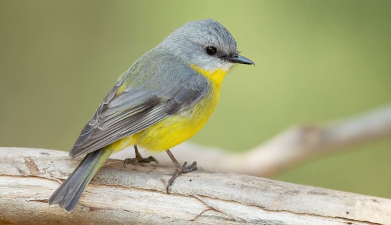 Identify the bird that cannot fly.