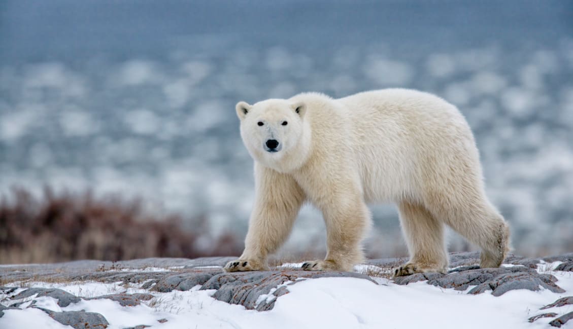 Identify the animal that is NOT a mammal.