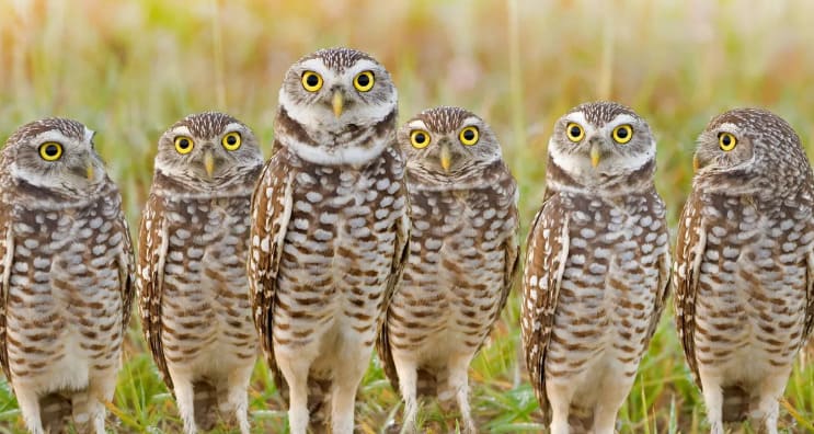 What is a group of owls called?