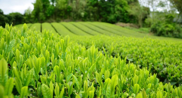 Which country produces the most tea?