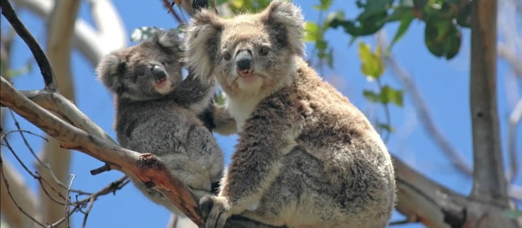 What is the capital of Australia?