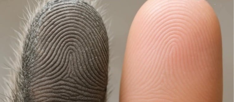 Which animal has fingerprints almost the same as humans?