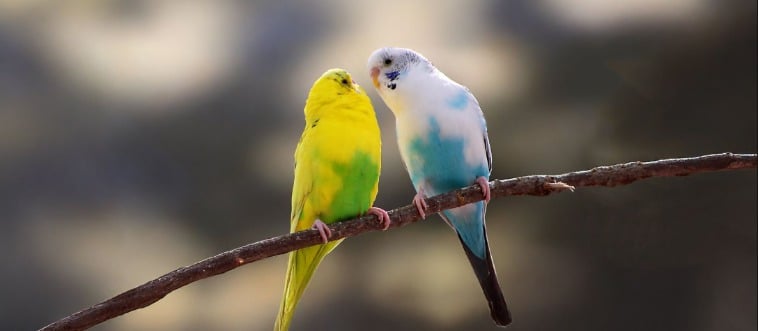 Which bird has the ability to fly backward?