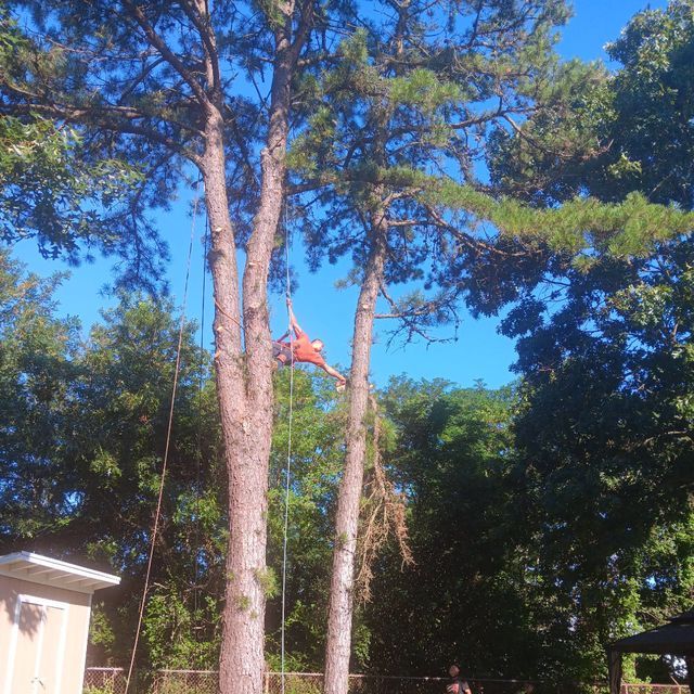 Acosta Tree Services
