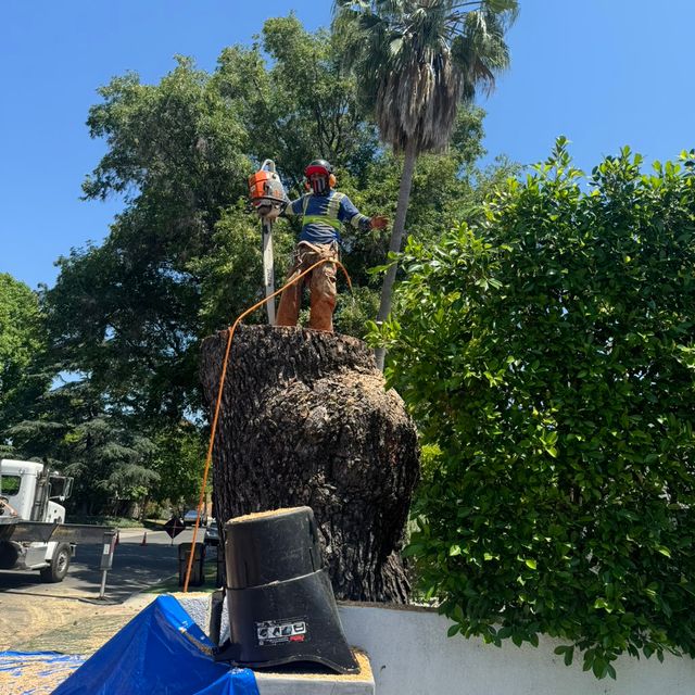 Affordable tree care