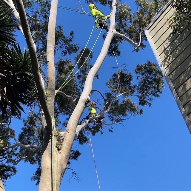 Alvarado Tree Service