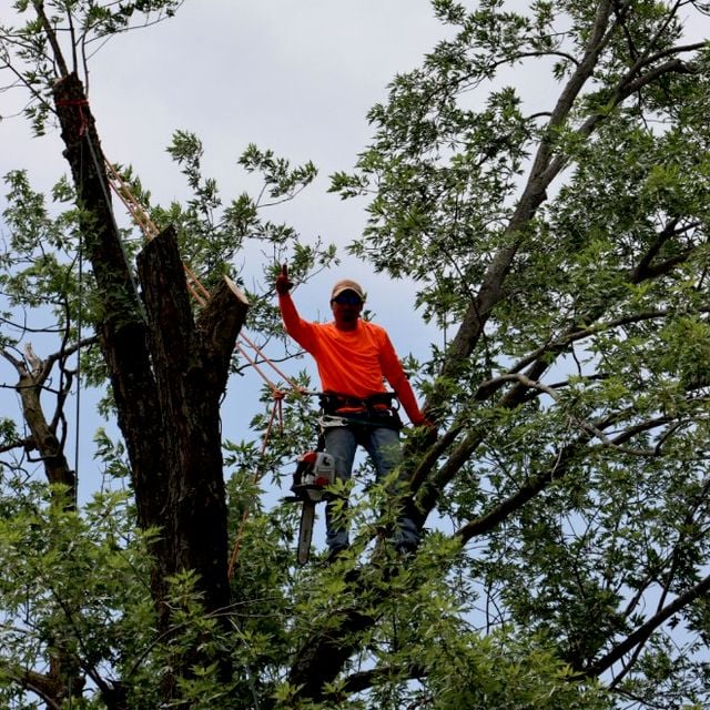 Carlos Tree Specialists LLC