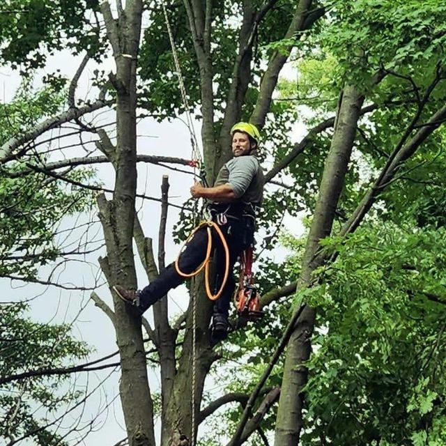 Cassidy & Co. Tree Service