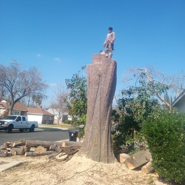 Cruz   Tree Service