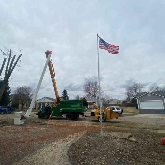 Davi's tree service