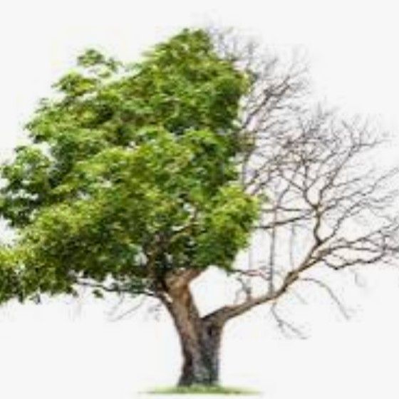 DeadorAlive tree service