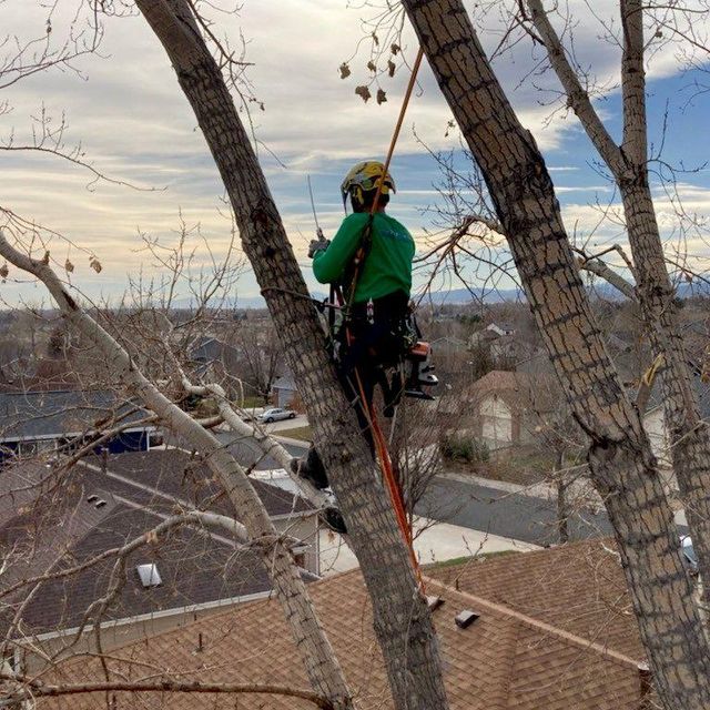 East Side Tree Care