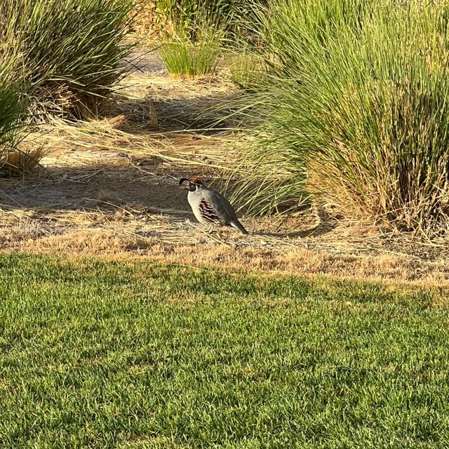 Estrella lawn services